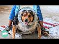 140-Pound Dog Loses Half His Size And Runs Again | Cuddle Buddies
