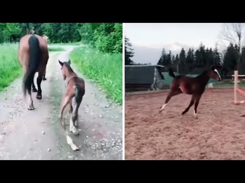 Video captures incredible transformation of foal to majestic horse