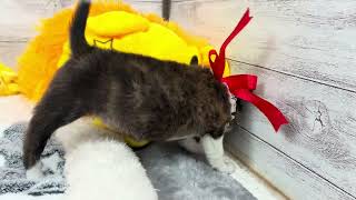 ハーフ犬の動画01