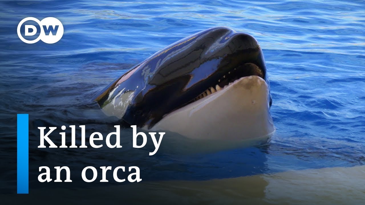 Release the killer whales!