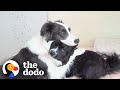 This Dog Won’t Leave Her Little Brother’s Side When He’s Sick | The Dodo