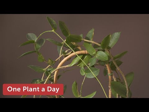 Hoya densifolia Houseplant Care — 183 of 365