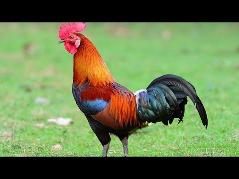 Rooster Crowing Compilation Plus - Rooster crowing