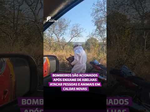 Bombeiros são acionados após enxame de abelhas atacar pessoas e animais em Caldas Novas