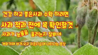 좋은사과 수확은 좋은사과 착과부터 개화기때 비오고 저온다습시 꼭 확인할것[사과재배]