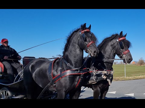 Stal Okkema's pair of Star Stallions - L: Hidzer & R: Eelke
