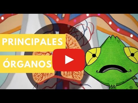 Cuerpo humano: Principales órganos | Camaleón
