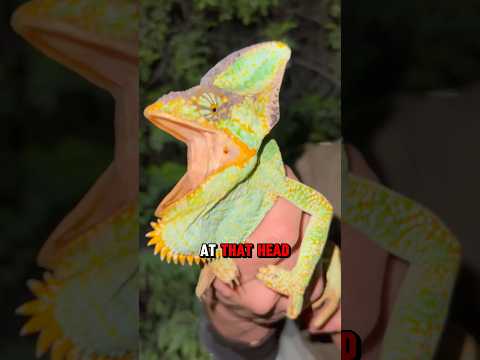 Catching Chameleons in Florida #Chameleon #reptiles