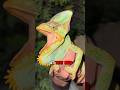 Catching Chameleons in Florida #Chameleon #reptiles
