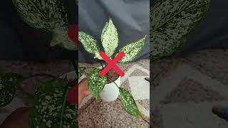 Download lagu Cara siram Aglonema yang benar mp3