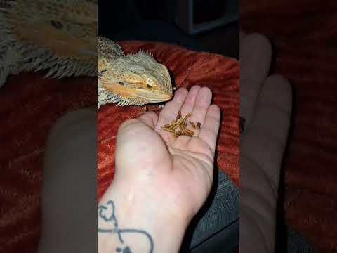 Bearded dragon eating in slow motion. #beardeddragon #slowmotion #pets #youtubeshorts #dragon