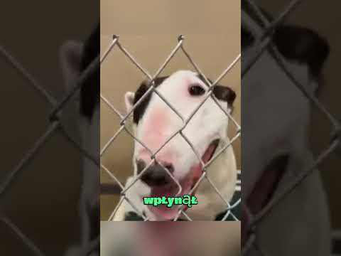 Ten pies ze schroniska był ignorowany przez 5 lat… aż kamery to uchwyciły #krótkiefilmy