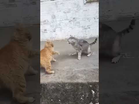 коты дерутся #shorts