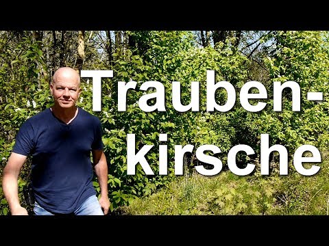 Die Traubenkirsche Prunus padus wertvolle Trachtpflanze für Bienen Hummeln Wildbienen Mielkendorf