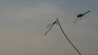 TERMÉSZETVÉDELMI KÖRKÉP