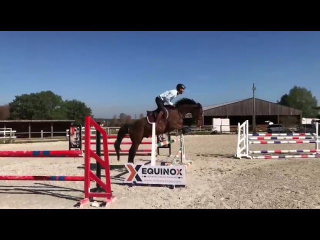 Le cheval qui donne confiance : Lovely Boy AD