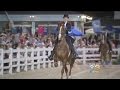Some Devon Horse Show Prizes Valued At 100 000
