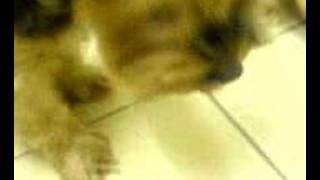 carly and cassie eat cake at 4am