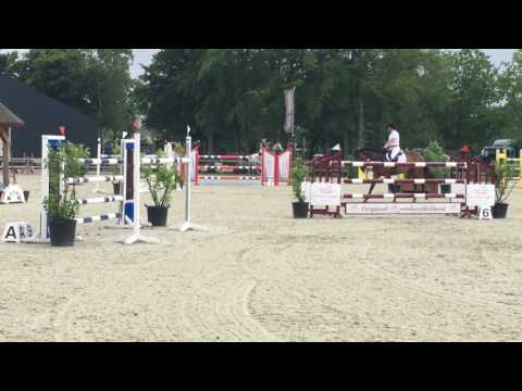 8yo approved stallion El Clarimo by Clarimo x Limbus @ 1.40m Tolbert, 3rd place