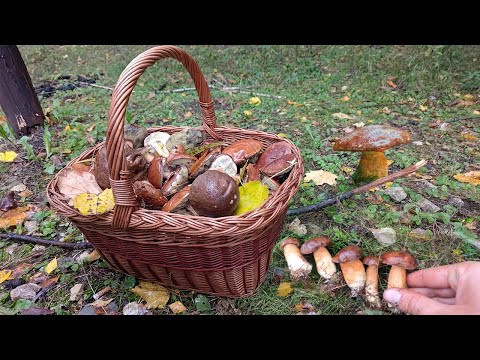 Idzie wysyp grzybów, PEŁNY KOSZ świeżych grzybów - Grzybobranie (Październik 2022)