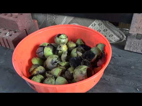 download lagu mp3 mp4 How To Make Black Walnut Powder At Home, download lagu How To Make Black Walnut Powder At Home gratis, unduh video klip How To Make Black Walnut Powder At Home
