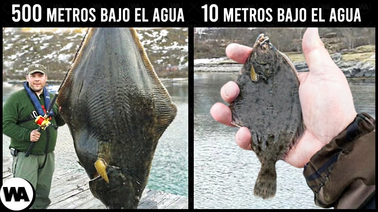 ¿Por Qué Los Peces Crecen Demasiado En Las Profundidades Del Mar?