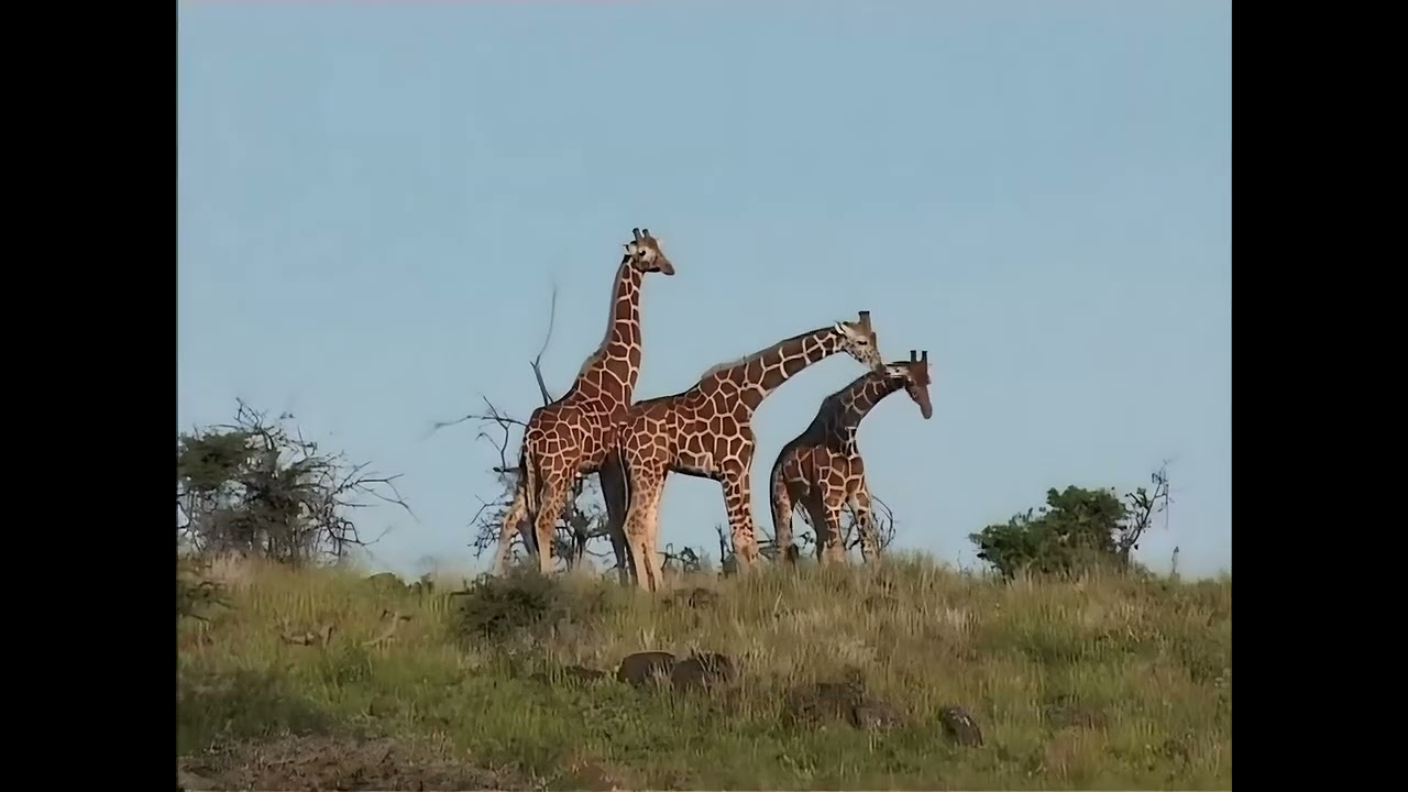 085 DEER VISION - Kenya (Enhanced 4K)