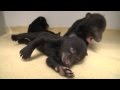 Black Bear Cubs