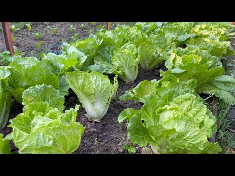 Top Tips How To GROW CHINESE/NAPA CABBAGE Completed Guide from Seeds to Harvest