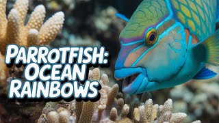 Download lagu Ikan Ini Memiliki Gigi Seperti Burung Beo dan Mengubah Lautan mp3