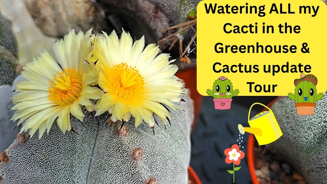 Watering ALL my Cacti in the Greenhouse & Cactus Update Tour #cacti #cactus