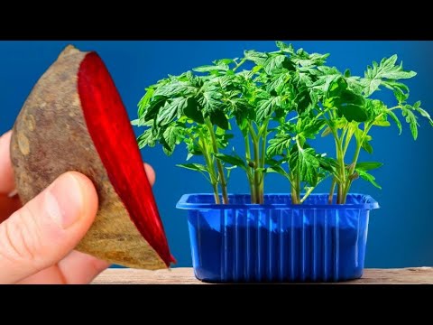 Never Plant Tomatoes and Peppers Without This! The seedlings are strong and productive 5 times highe