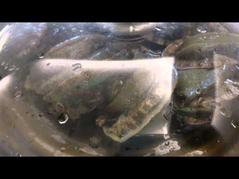 Eating the FRESHEST Abalone