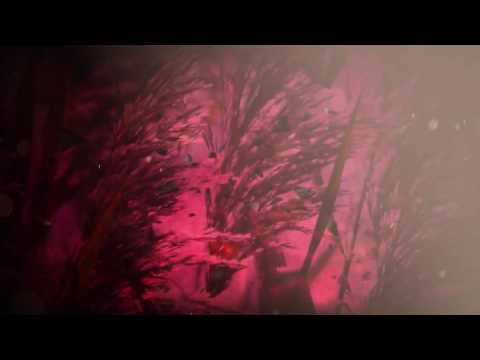 Video thumbnail for Fields of Elation