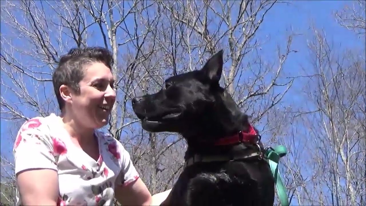 Enlarge Brock, a Adoptable Mixed Breed in Nashville, IN video 5/6