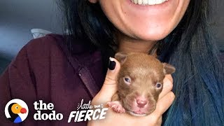 Tiniest Puppy Transforms Into A GIANT Pit Bull | The Dodo Little But Fierce
