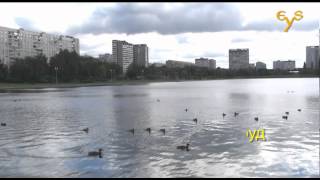 preview picture of video 'Чомга на Гольяновском пруду. Great-crested grebe in the city'