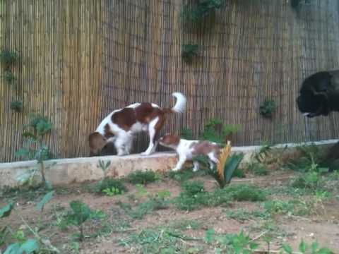 Bojan, the cutest cavalier king charles, and Boca (his daughter) in playtime