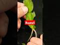 Rooting Christmas Cactus | How to, Tips, Tricks, and Hacks