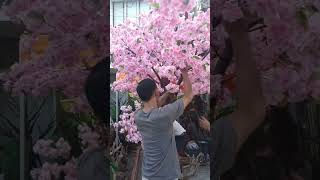 Download lagu Pohon Sakura by Fujiyama Florist mp3