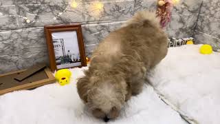 ハーフ犬の動画01