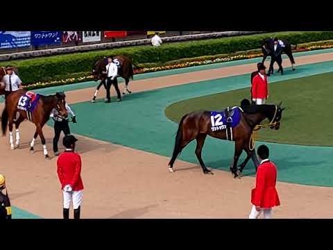 The 18 contenders for the GI 2019 Victoria Mile in the parade ring