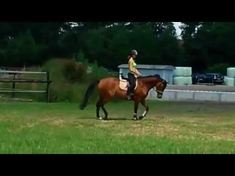 3 jährige Rock Forever x Real Diamond/Rohdiamant