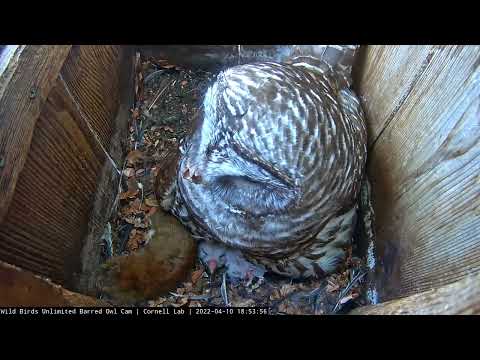 Owlets Peek Out From Under Mom At WBU Barred Owl Nest – April 10, 2022