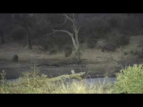 Djuma: Two Hippos leaving together - 18:07 - 08/26/20