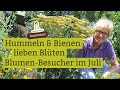 bienenweide hummeln bienen und andere insekten sie lieben blumen fleißige blütenbesucher im juli