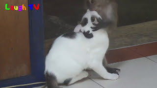 Funniest  Monkey Annoying Cat Videos Compilation ||NEW HD
