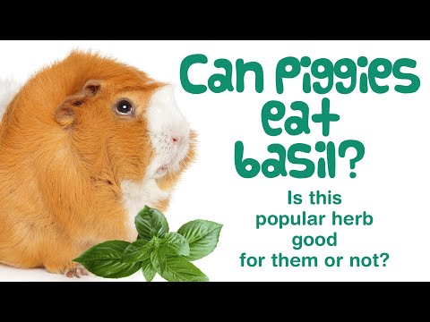 YouTube video about: Can guinea pigs eat lemon balm?