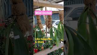 Anggerik liar | Wild Orchid #anggerik #orchidlover