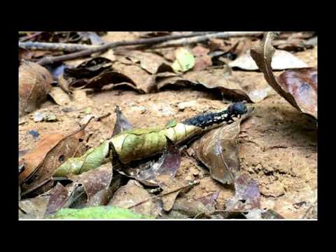 Fantastic And Bizarre Caterpillar Facts Portable Suit of Armor || Facts Academy Video